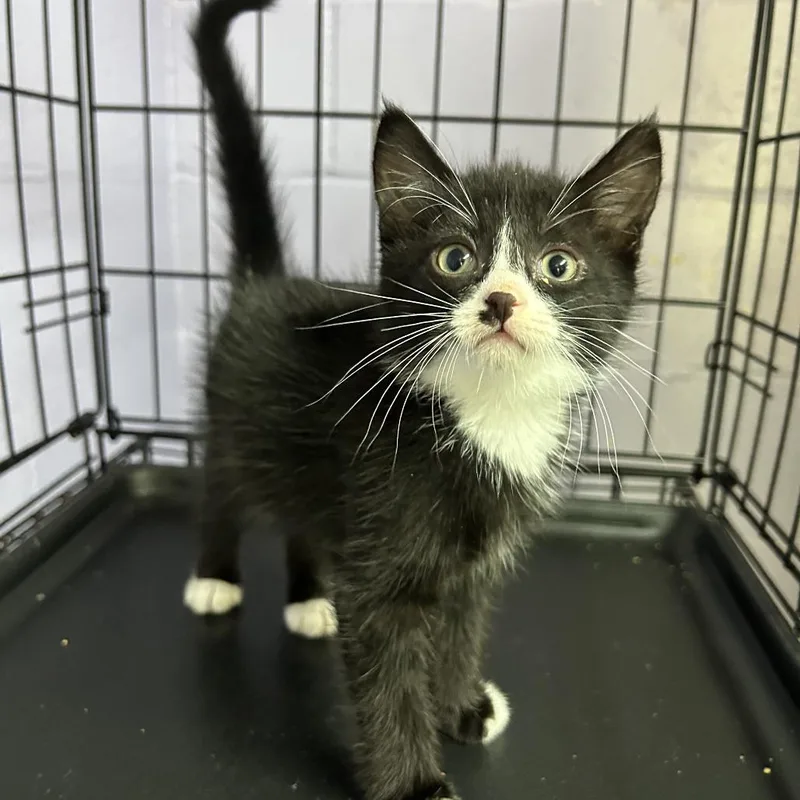 A young small-sized male Black Domestic Short Hair cat named Kenny for adoption in Enterprise, AL