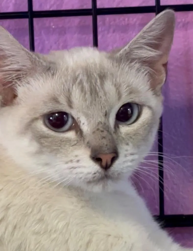A young small-sized female Domestic Short Hair cat named Dana for adoption in Corpus Christi, TX