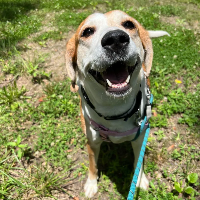 An adult large-sized female Red / Chestnut / Orange Mixed Breed dog named Laura Lynn for adoption in Waynesville, NC