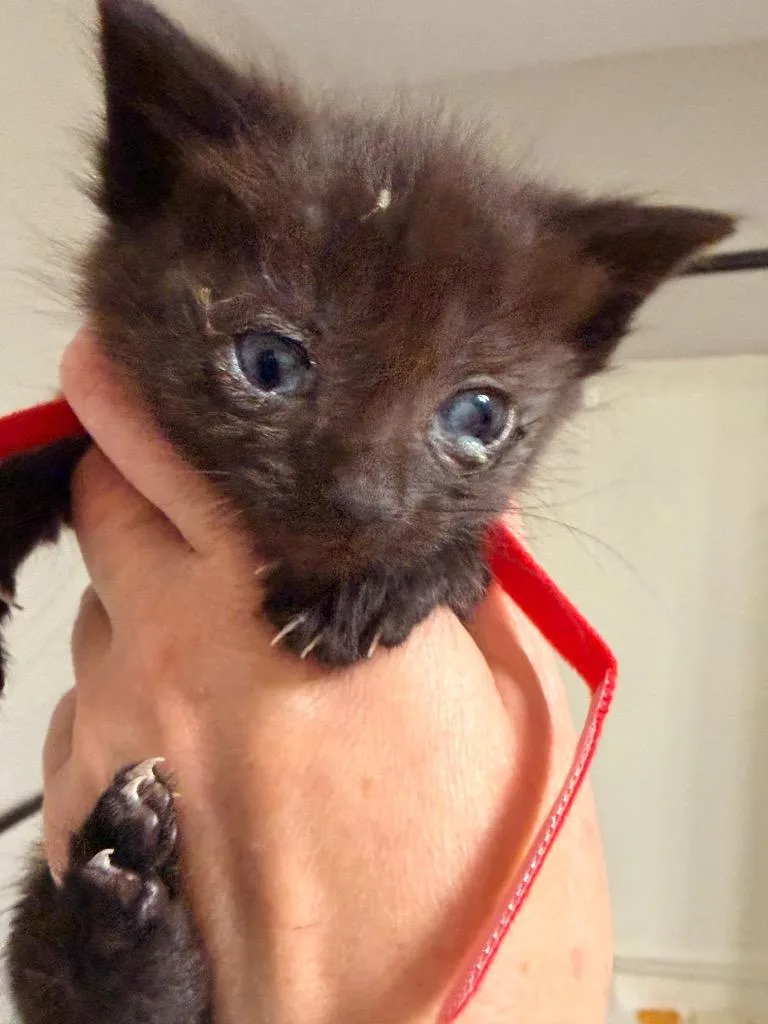 A baby small-sized male Domestic Short Hair cat named Scooter for adoption in Newnan, GA