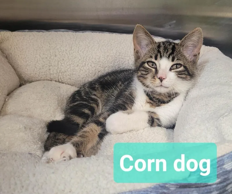 A baby small-sized male Domestic Short Hair cat named Corn dog for adoption in Richmond, IN