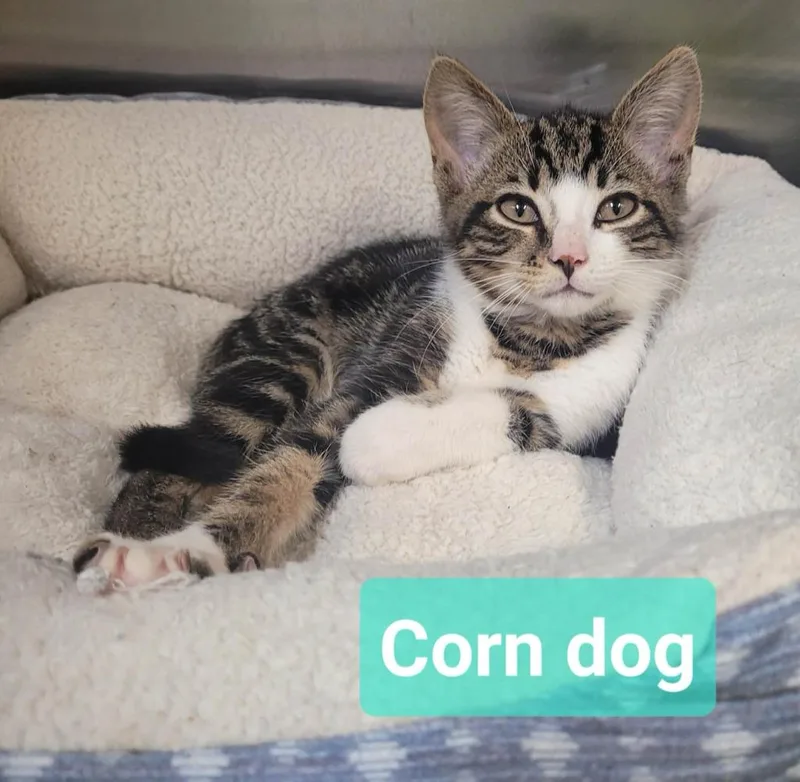 Corn dog thumbnail 2
