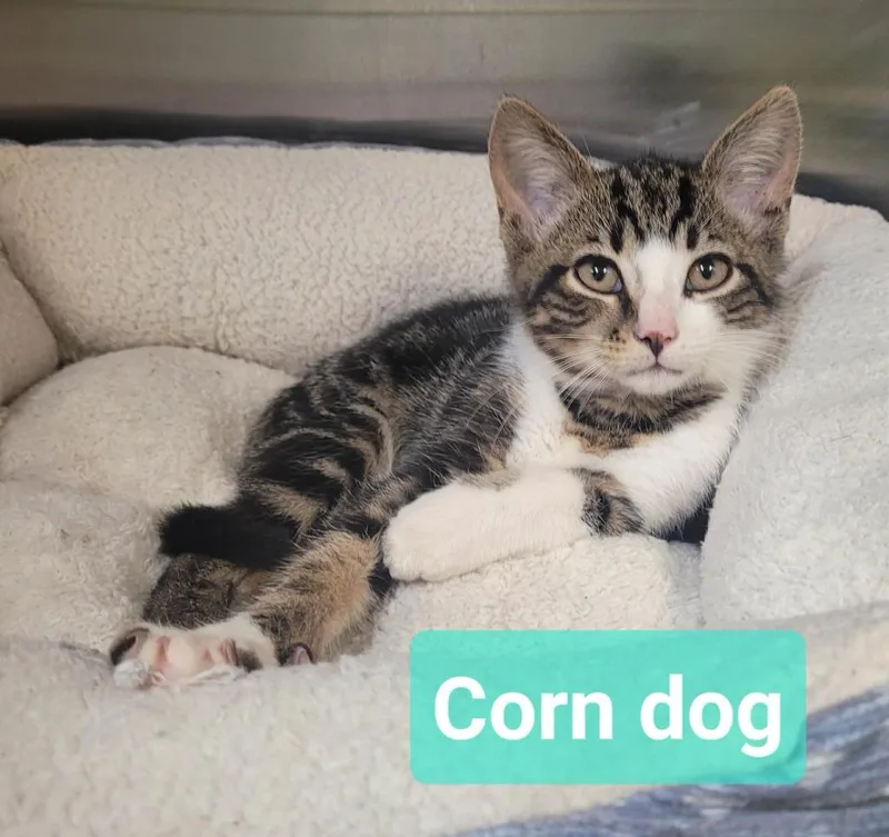 Corn dog thumbnail 3