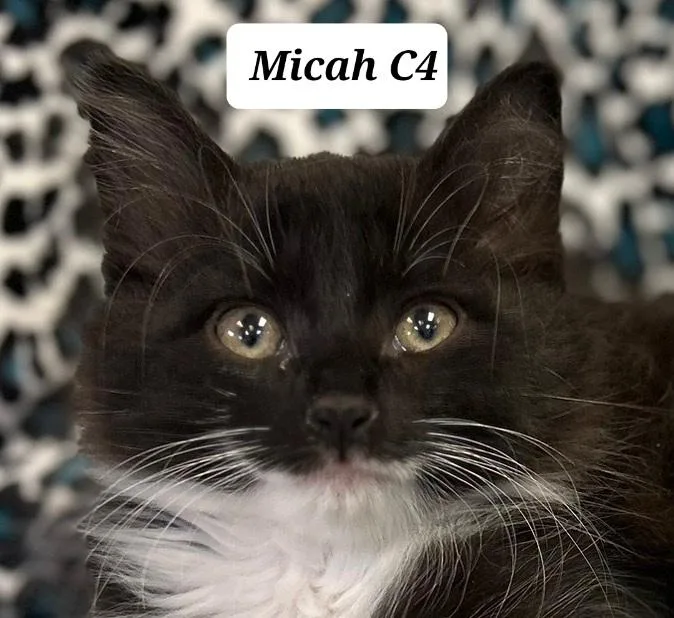 A baby medium-sized male Black Domestic Long Hair cat named Micah for adoption in Morganton, NC