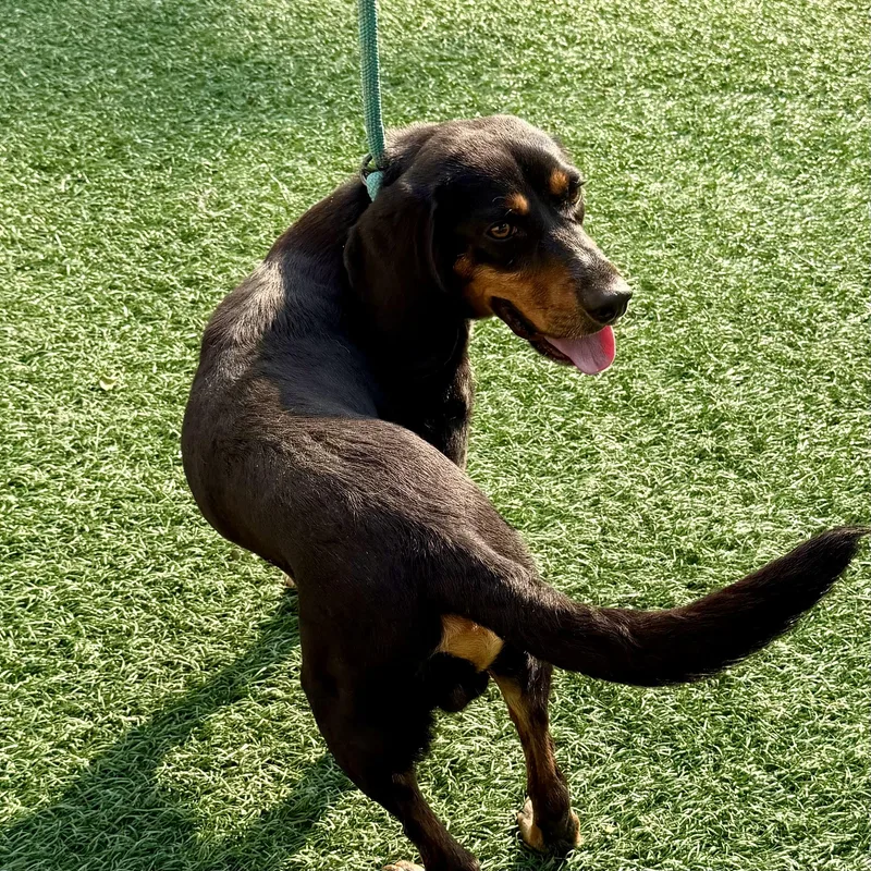Jake
