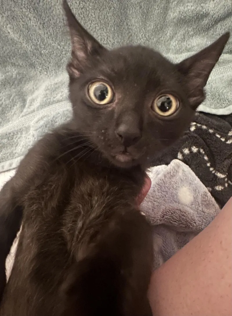 A baby medium-sized male Black Domestic Short Hair cat named Darth Meowder Purrwalker for adoption in Chandler, AZ