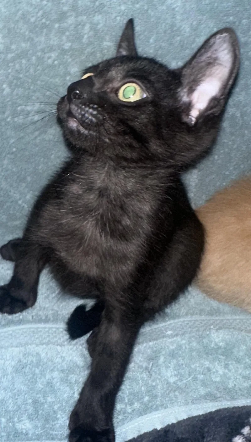 Darth Meowder Purrwalker thumbnail 2