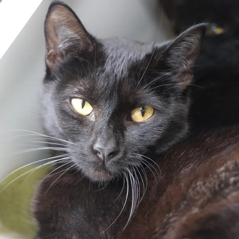 A young medium-sized female Black Domestic Short Hair cat named Tabbytha for adoption in Allentown, PA