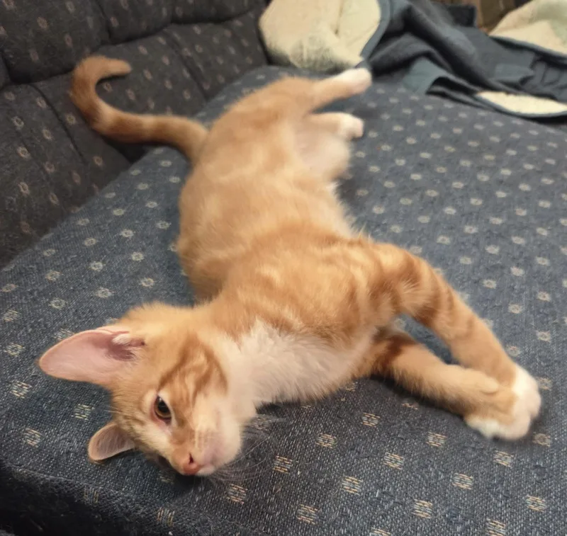 A baby medium-sized male Tabby (Orange / Red) Domestic Short Hair cat named Reynaldo for adoption in Breinigsville, PA