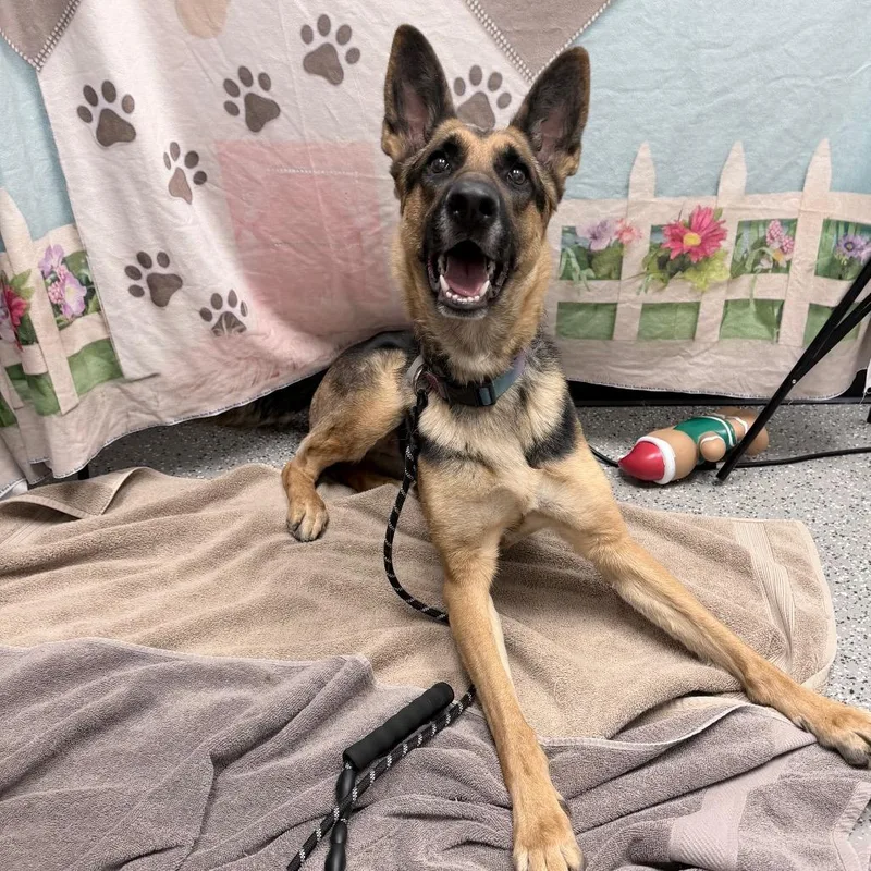 An adult large-sized female Black German Shepherd Dog dog named Frida for adoption in Henderson, NV