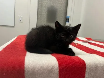 A baby small-sized male Black Domestic Short Hair cat named Wobbegong Shark for adoption in Kansas City, MO