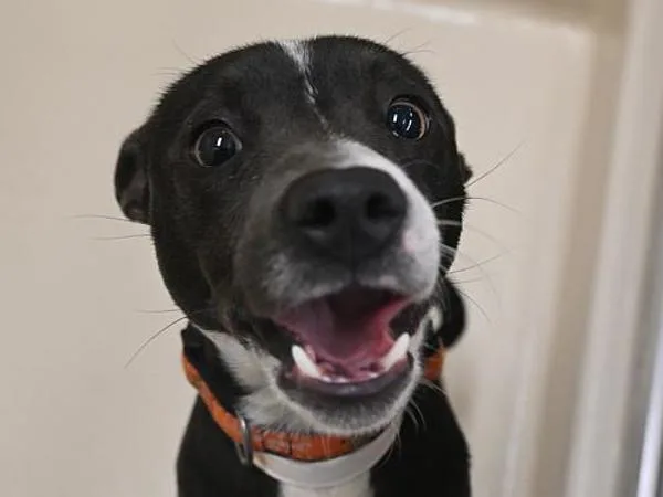 Lulu