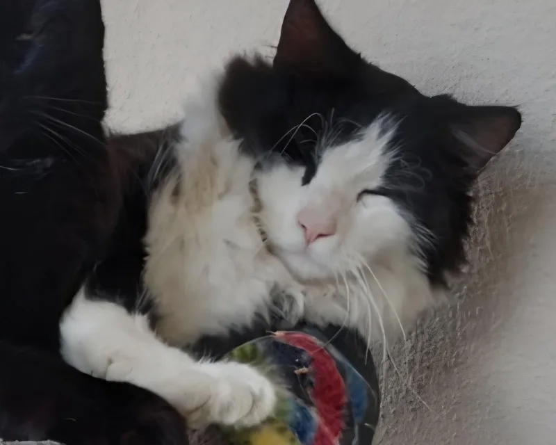 An adult large-sized male Black & White / Tuxedo Domestic Long Hair cat named Mittens for adoption in Woodland, CA