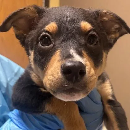 A baby small-sized male Border Collie dog named Newton for adoption in Merriam, KS