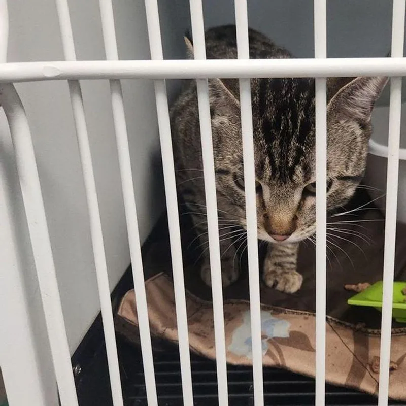 An adult medium-sized male Brown / Chocolate Domestic Short Hair cat named Trisket for adoption in Kingman, AZ