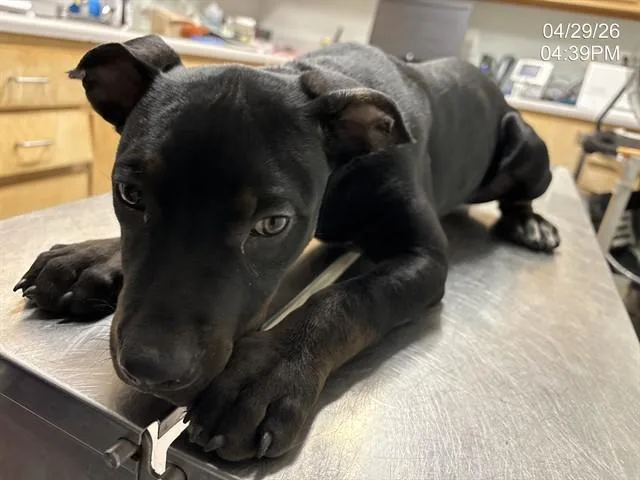 A baby small-sized male Mixed Breed dog named Roscoe for adoption in Augusta, GA