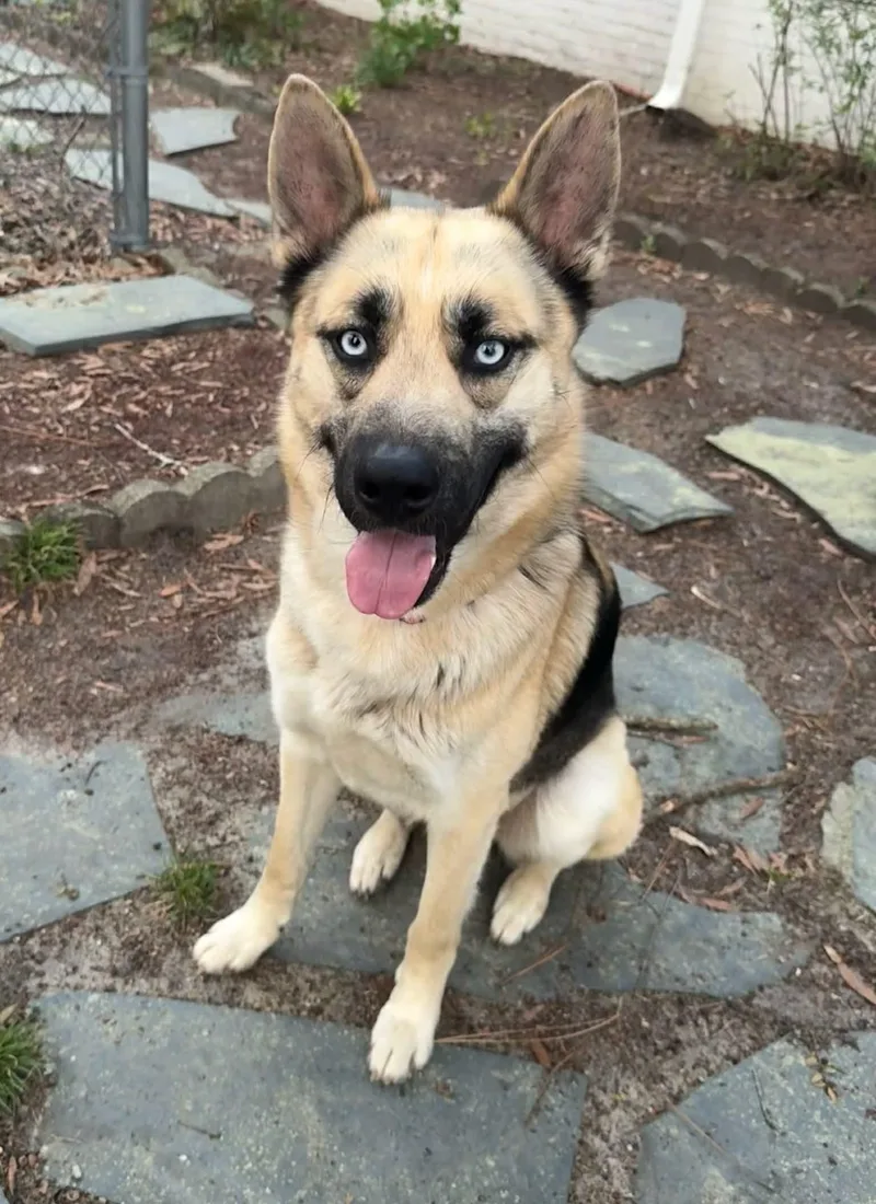 An adult large-sized male German Shepherd Dog dog named Big Papa for adoption in Holly Springs, NC