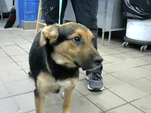 A baby small-sized female German Shepherd Dog dog named Magic for adoption in Albuquerque, NM