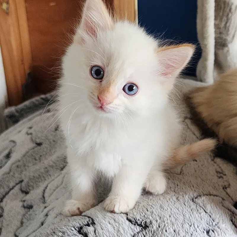 Ghosty Pepper