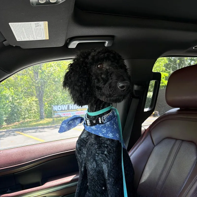 An adult small-sized female Black Standard Poodle dog named Pumpkinmomma for adoption in Rossville, GA