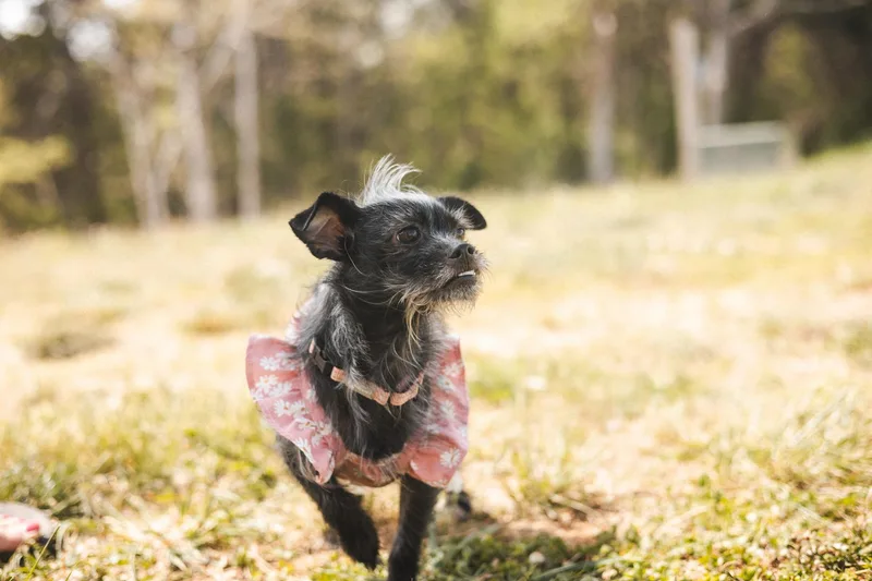 A young small-sized female Black Terrier dog named Caiomi for adoption in Gradyville, KY