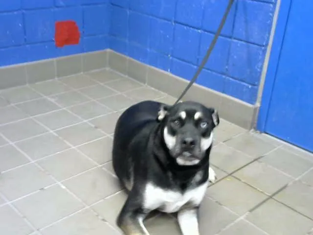 An adult large-sized male Pit Bull Terrier dog named Bear for adoption in Albuquerque, NM