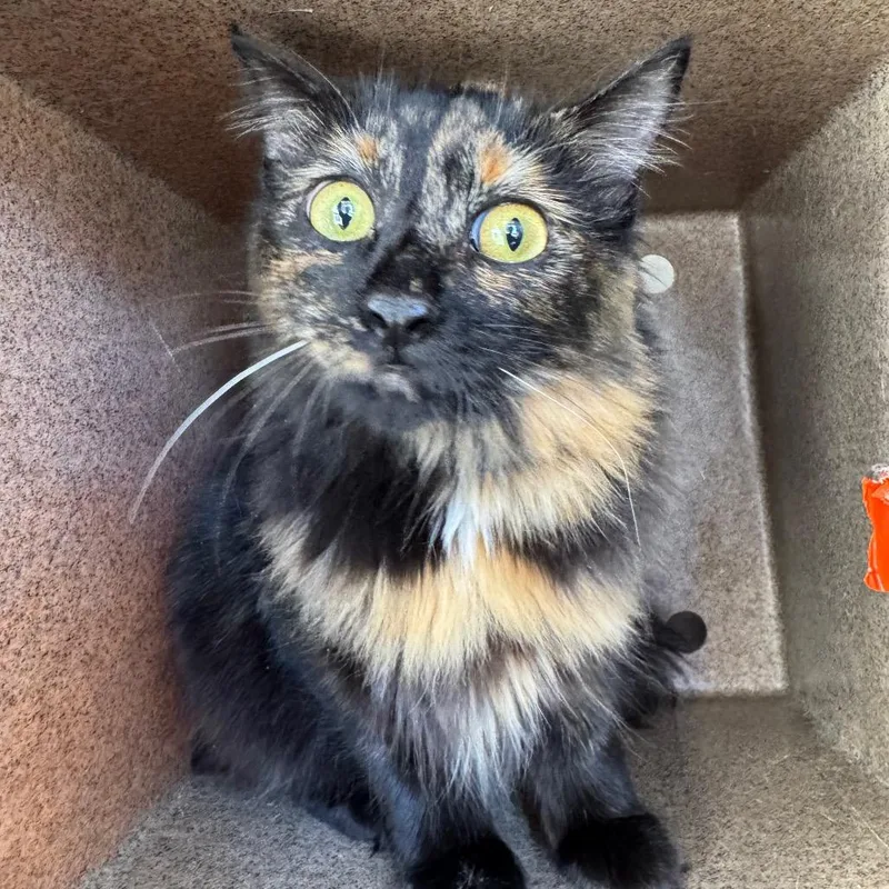 A young medium-sized female Black Domestic Short Hair cat named Pixel for adoption in Birmingham, AL