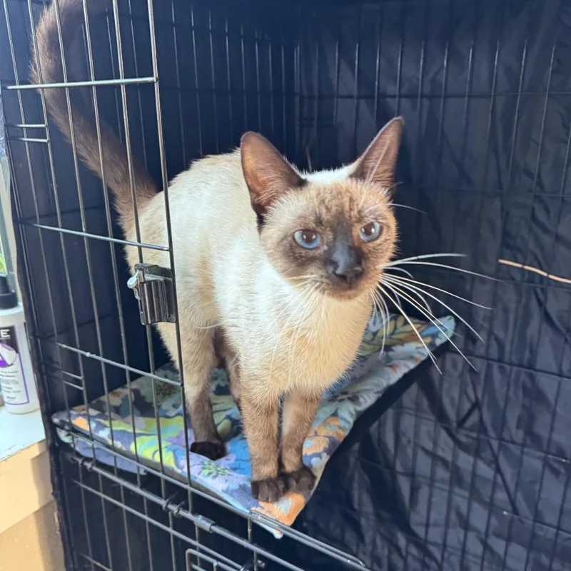 A young medium-sized female Gray / Blue / Silver Siamese cat named Patricia for adoption in Fredericksburg, TX