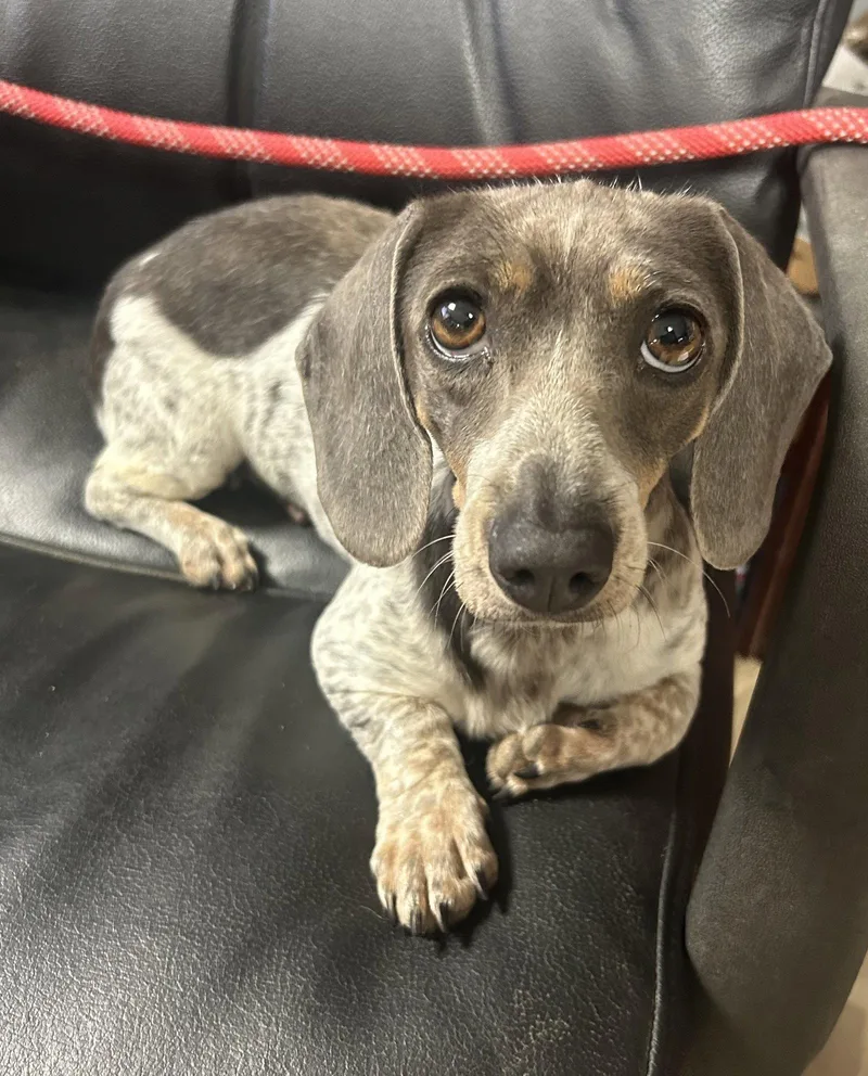 An adult small-sized female Dachshund dog named Henny Penny for adoption in Pipe Creek, TX