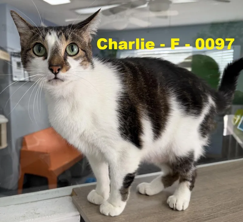 Charlie thumbnail 4