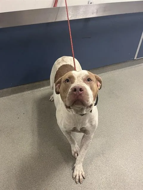 An adult large-sized female American Bulldog dog named Rosie for adoption in Miami, FL