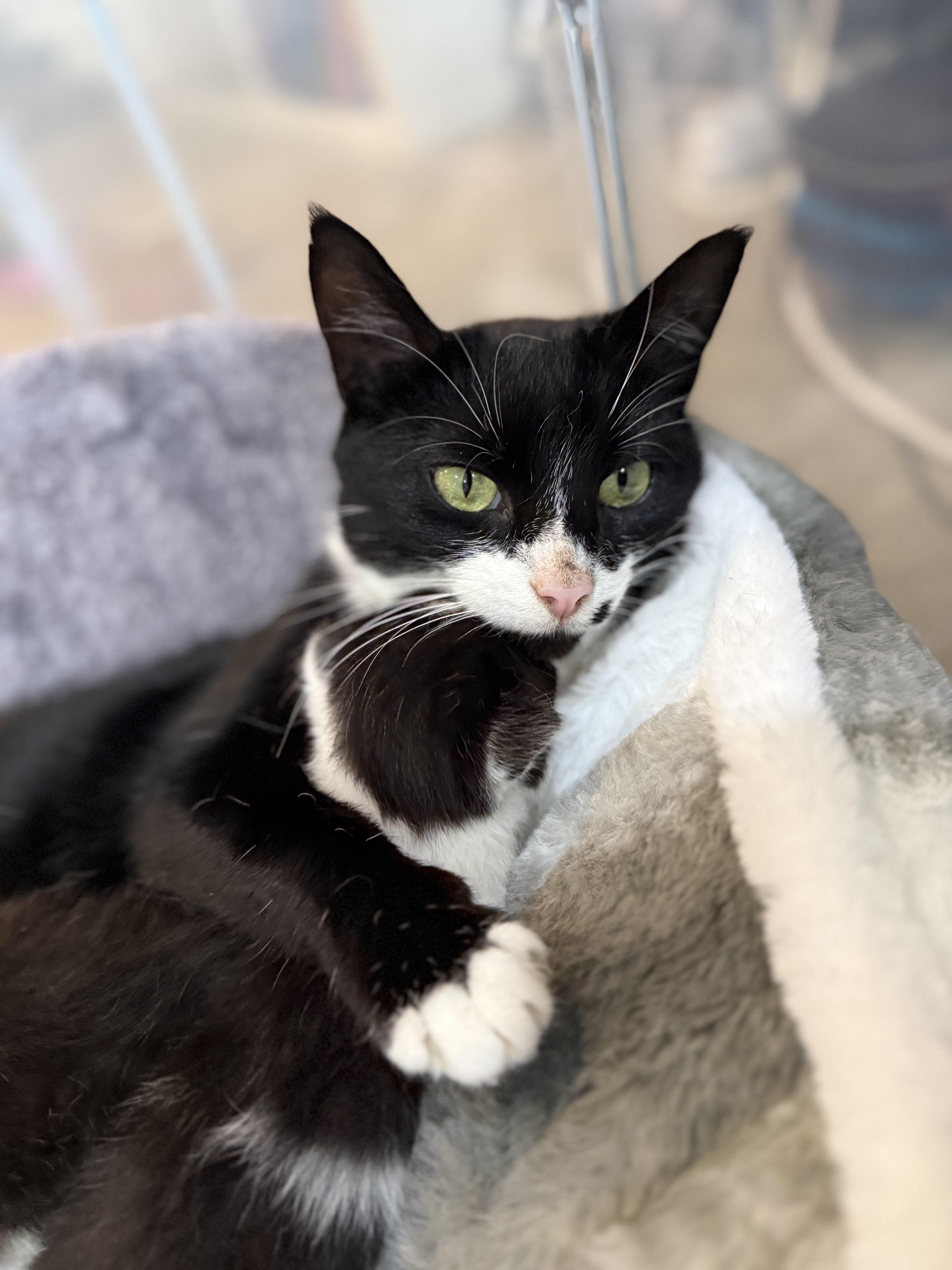 A young medium-sized female Black & White / Tuxedo Domestic Short Hair cat named LorettaYoung Playful and for adoption in Bristow, VA