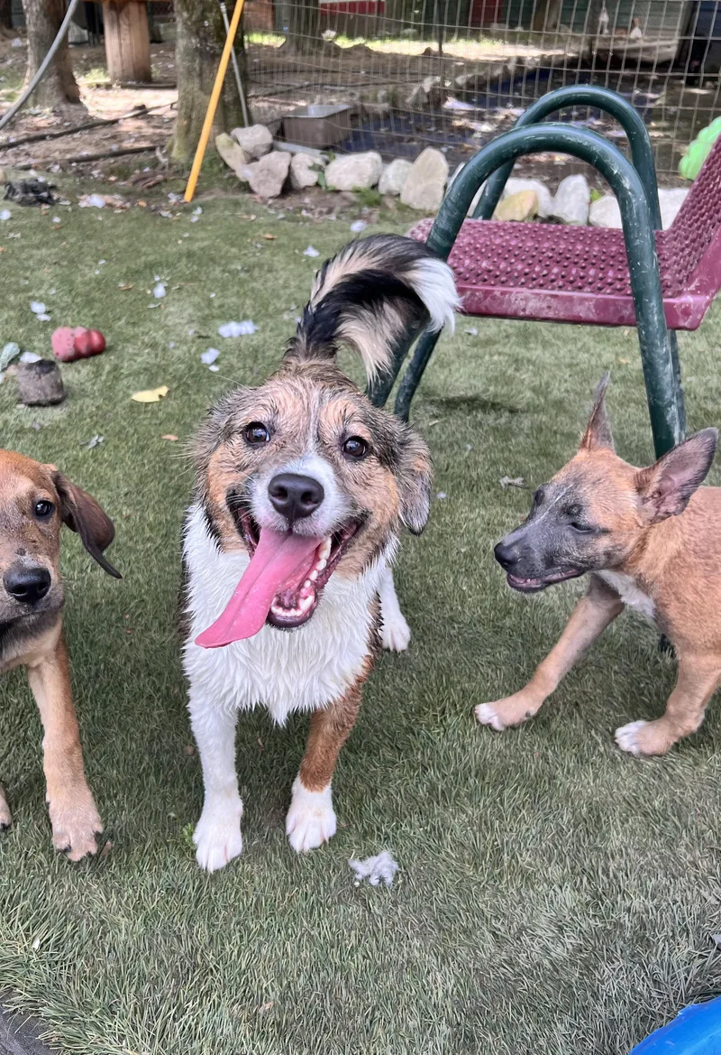 A baby small-sized female Tricolor (Brown, Black, & White) Collie dog named Poppy Popular for adoption in Andover, MA