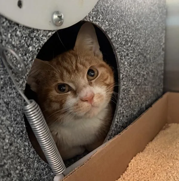 A young medium-sized male Domestic Short Hair cat named Unicorn for adoption in Ridgewood, NY