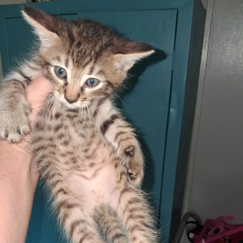 A baby small-sized male Domestic Short Hair cat named Chekov for adoption in Fayetteville, AR