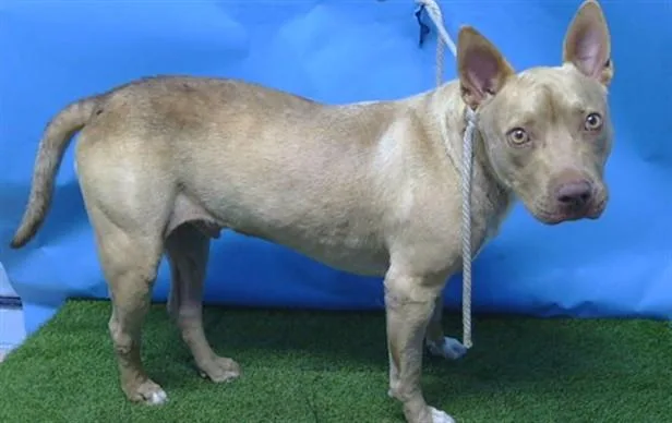 An adult large-sized male Pit Bull Terrier dog named Armadillo for adoption in Baldwin Park, CA