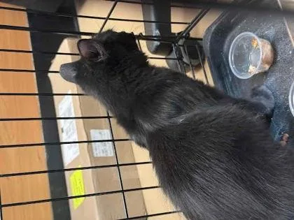 A baby small-sized male Domestic Medium Hair cat named Coke Zero for adoption in Chamblee, GA