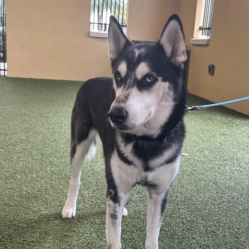 An adult medium-sized male Black Husky dog named Diesel for adoption in West Palm Beach, FL