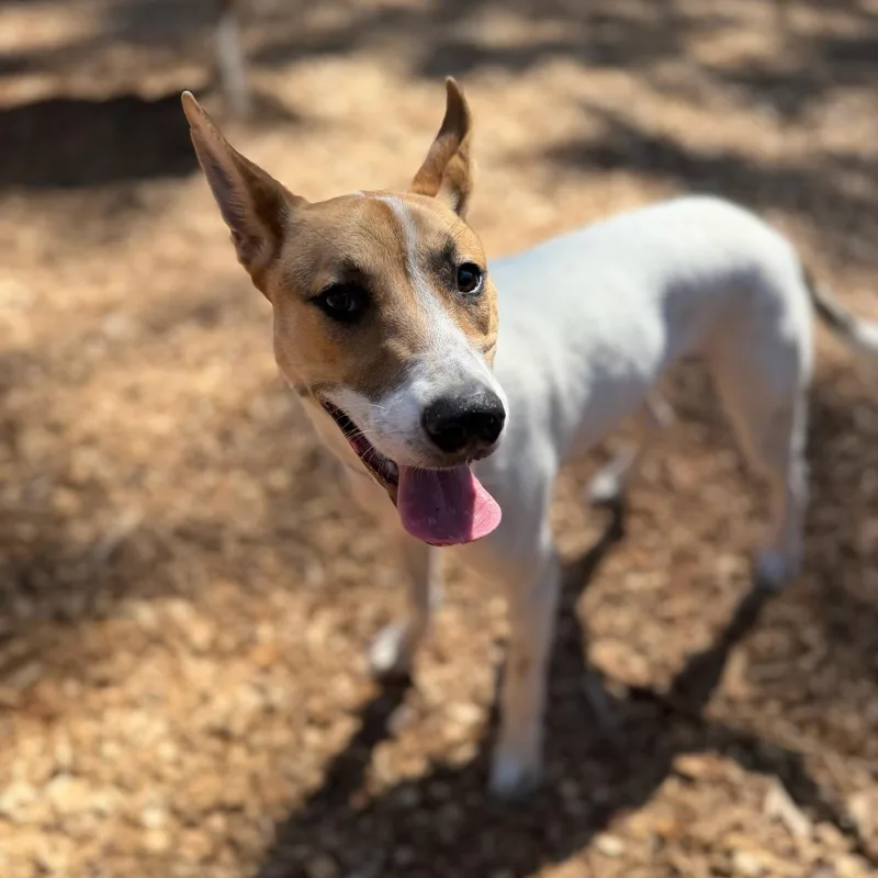 A young medium-sized female White / Cream Cattle Dog dog named Cinnamon Sugar Sweet for adoption in Grass Valley, CA