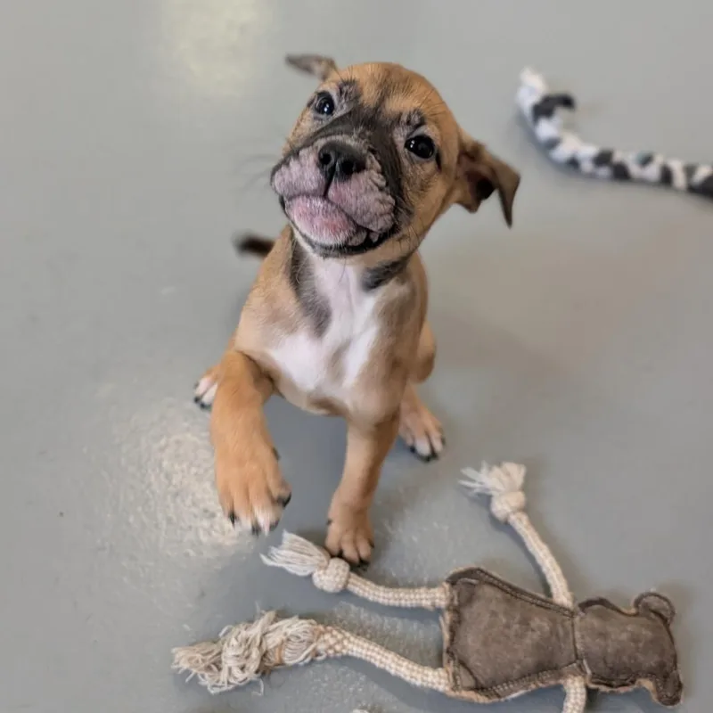 Puppy Chow