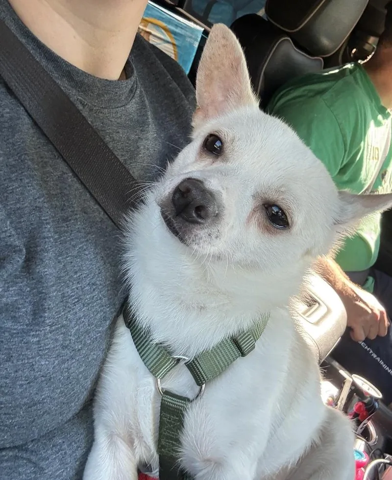An adult small-sized male Chihuahua dog named Scout for adoption in South Bend, IN