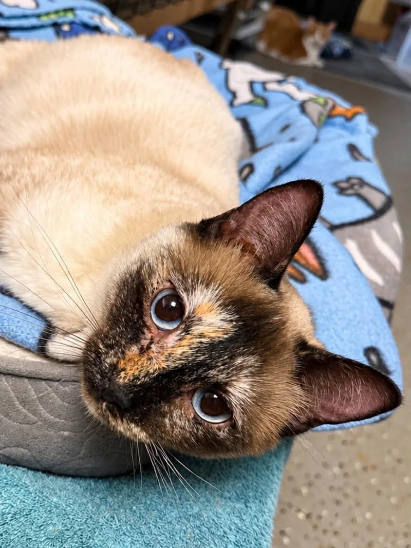 A young medium-sized female Siamese cat named Lark for adoption in Sioux Falls, SD