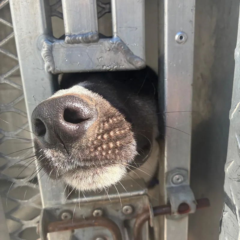 A young medium-sized male Black Shepherd dog named Mobile for adoption in Greensboro, NC