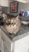An adult small-sized female Gray / Blue / Silver Domestic Short Hair cat named Copurrnicus for adoption in Cincinnati, OH
