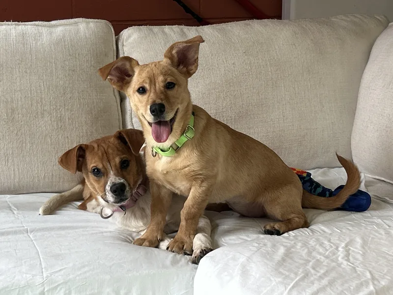 A young small-sized female Labrador Retriever dog named Bonnie And Stevie for adoption in Southold, NY