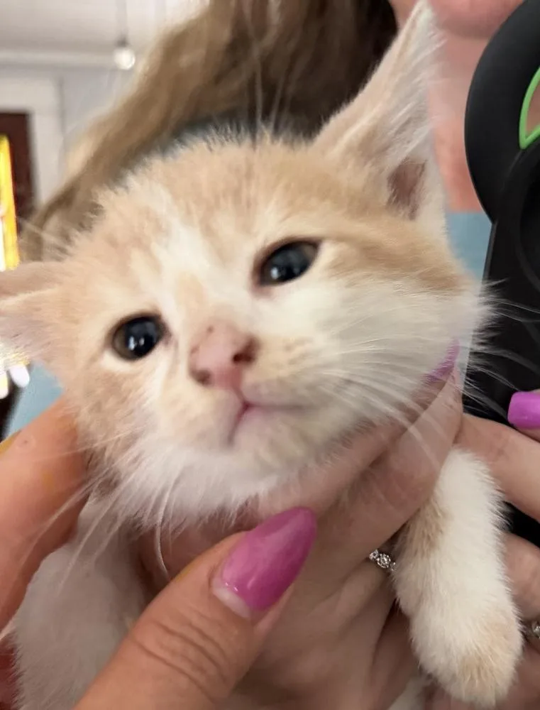 A baby small-sized male Orange & White Domestic Long Hair cat named Huckleberry Finn for adoption in Poplar Grove, IL