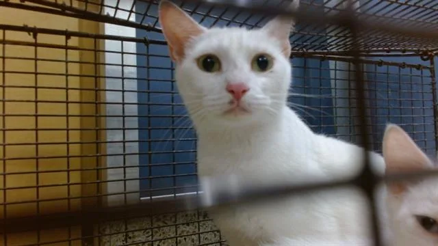 A young small-sized female Domestic Short Hair cat named Alma for adoption in Miami, FL