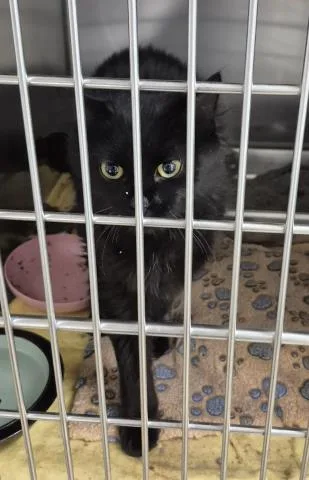 A young medium-sized female Domestic Long Hair cat named Sequoia for adoption in Decatur, IL