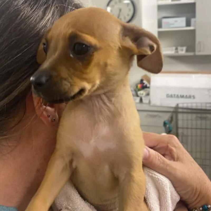 A baby small-sized female Yellow / Tan / Blond / Fawn Terrier dog named Surf for adoption in Minneapolis, MN