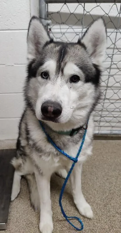An adult medium-sized male White / Cream Husky dog named Dyson for adoption in Fruit Heights, UT